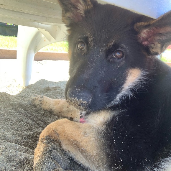 Meet your Posher, Natasha - Picture 1 of 1